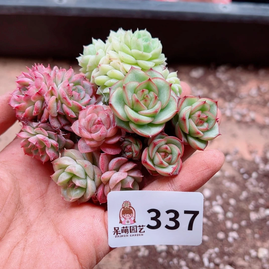 烟*。多肉植物多肉植物