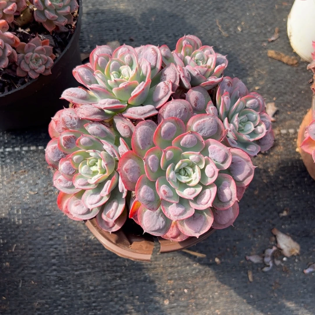 小群雨滴【满18包邮】