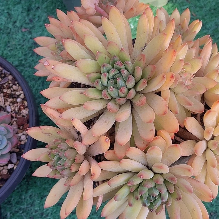 星际迷航0472多肉植物