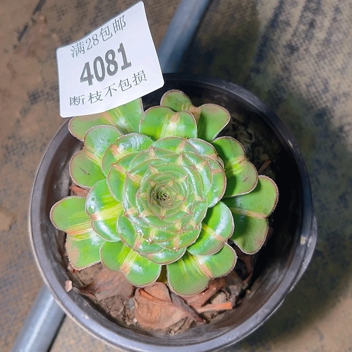 4081暴君多肉植物