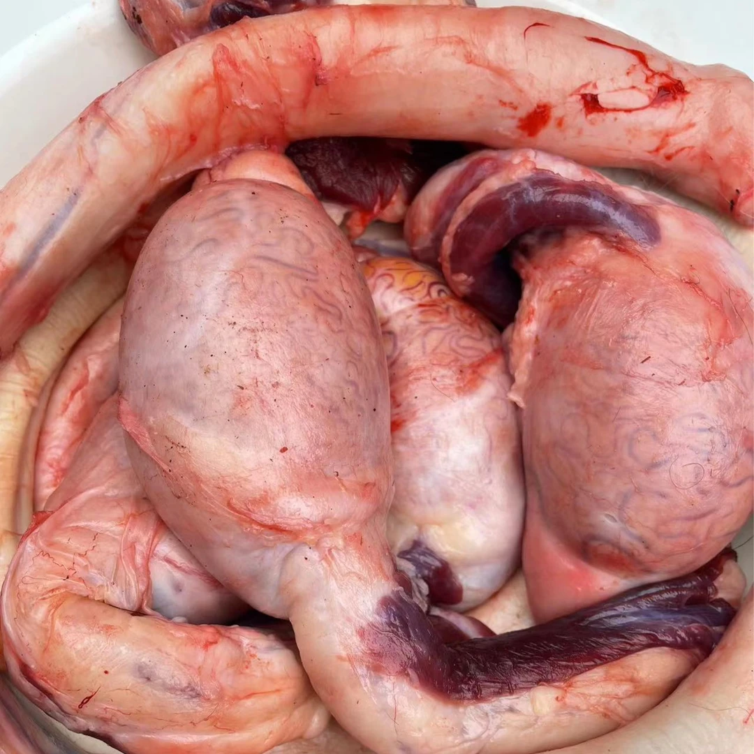 （黄牛三宝） 牛盟主4号专用链接 农村散养土黄牛