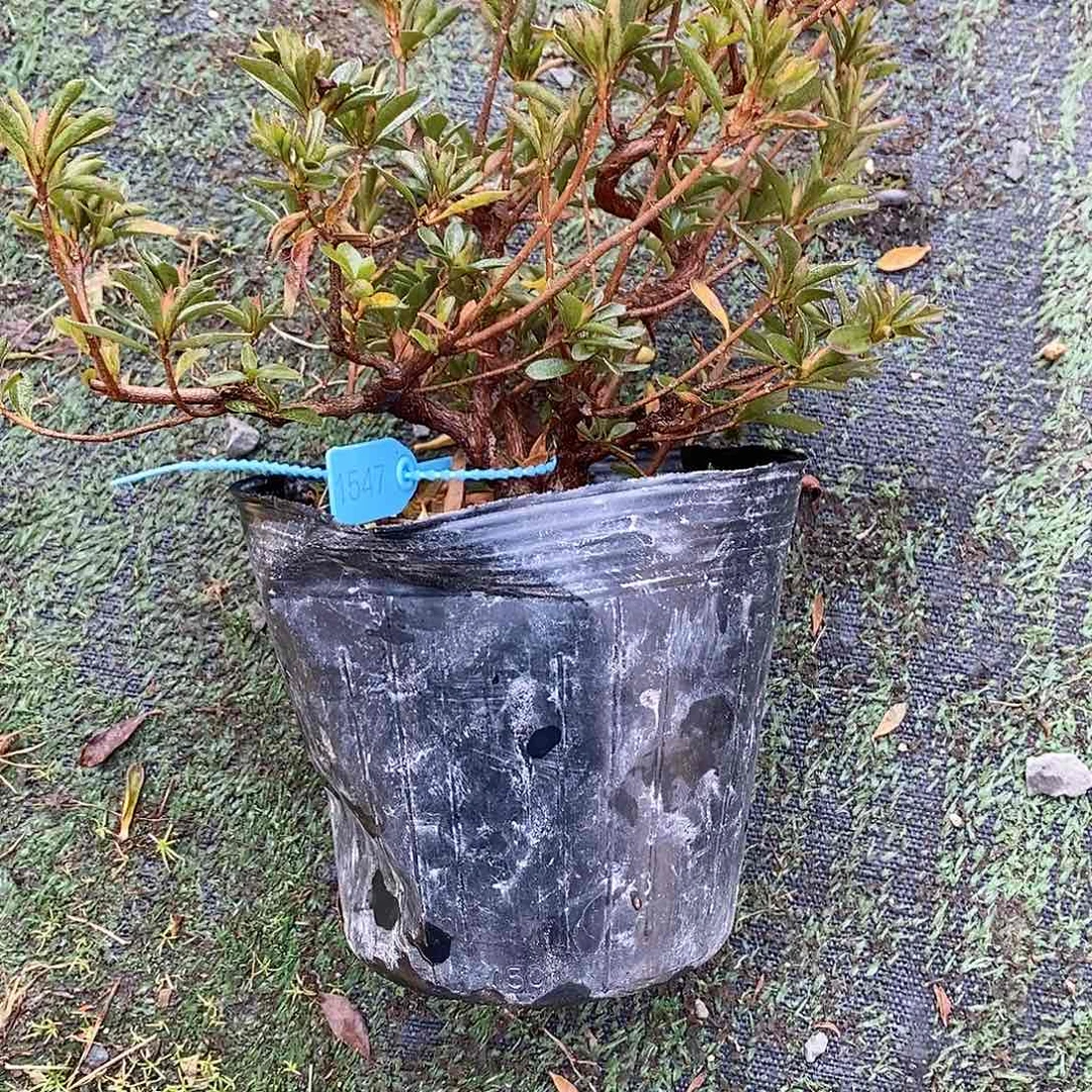 盆景泉*哥1547杜鹃