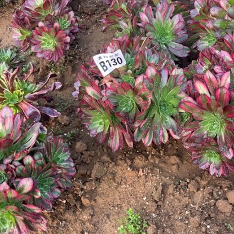 130安娜不包断枝