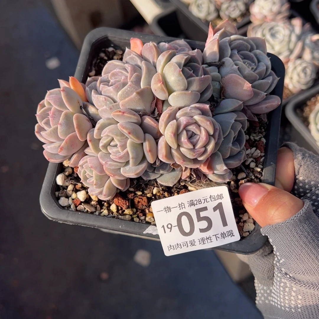 汉堡多肉多肉多肉多肉