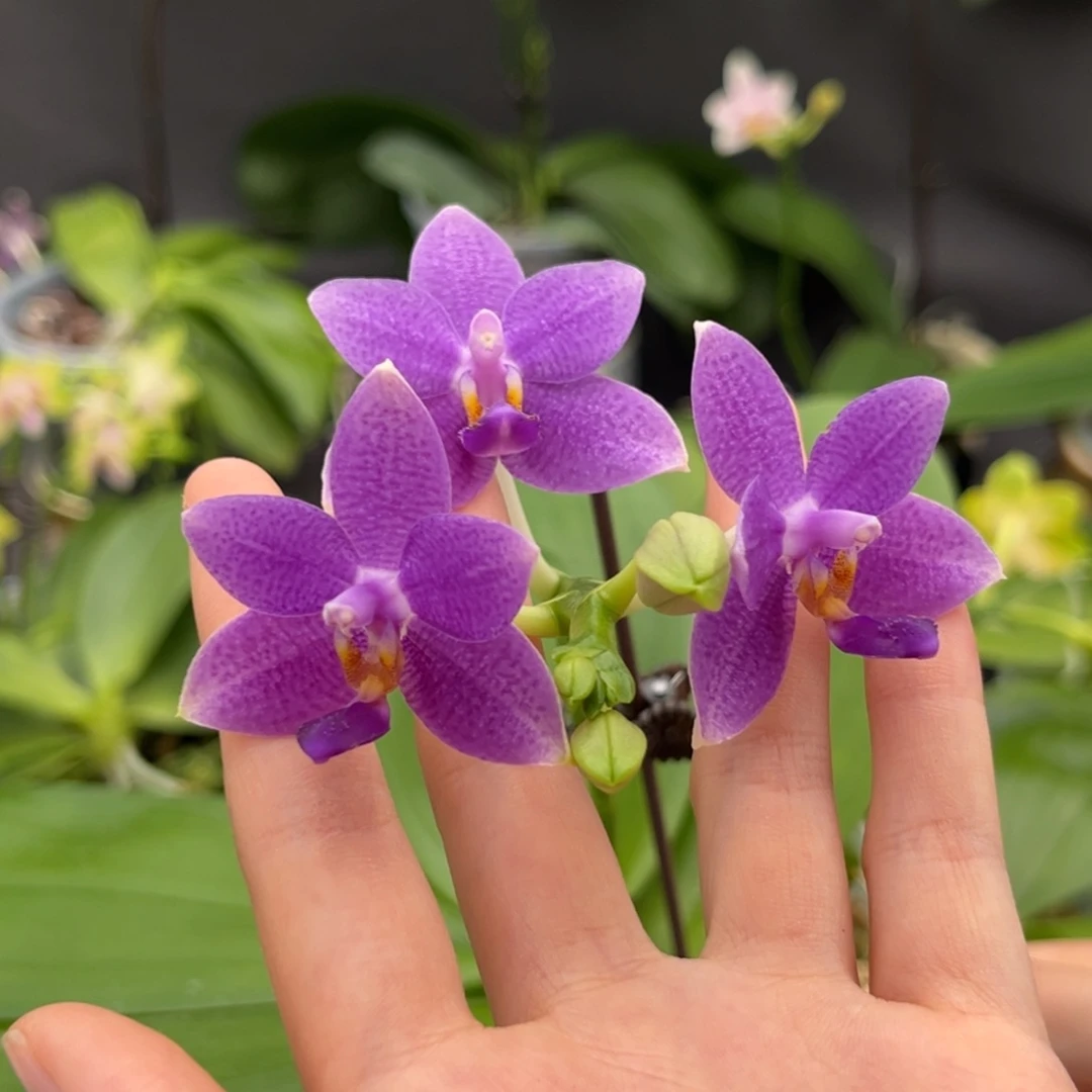 完全开放3.5寸柳林蓝星开花株