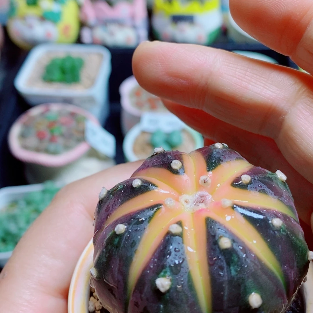 Z***z生石花花花花花花花花600