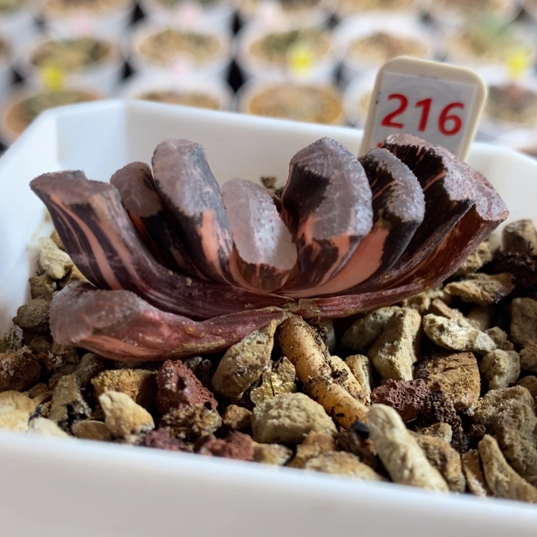 216号浮藻玉扇锦多肉