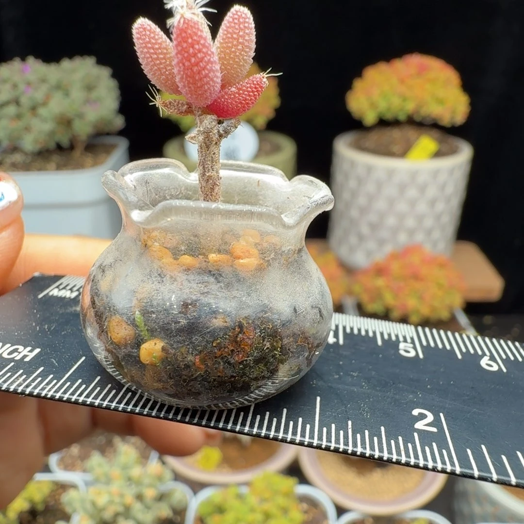 M****）玉米小迷你盆盆