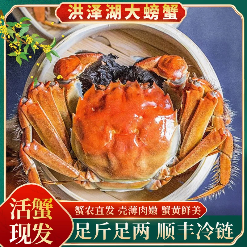 【活蟹现发】江苏精品螃蟹全母蟹2.0-1.7两10只送2只顺丰包邮