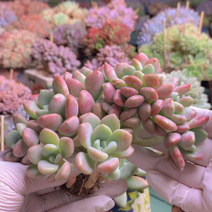 花瓣鹿自然小树无砍