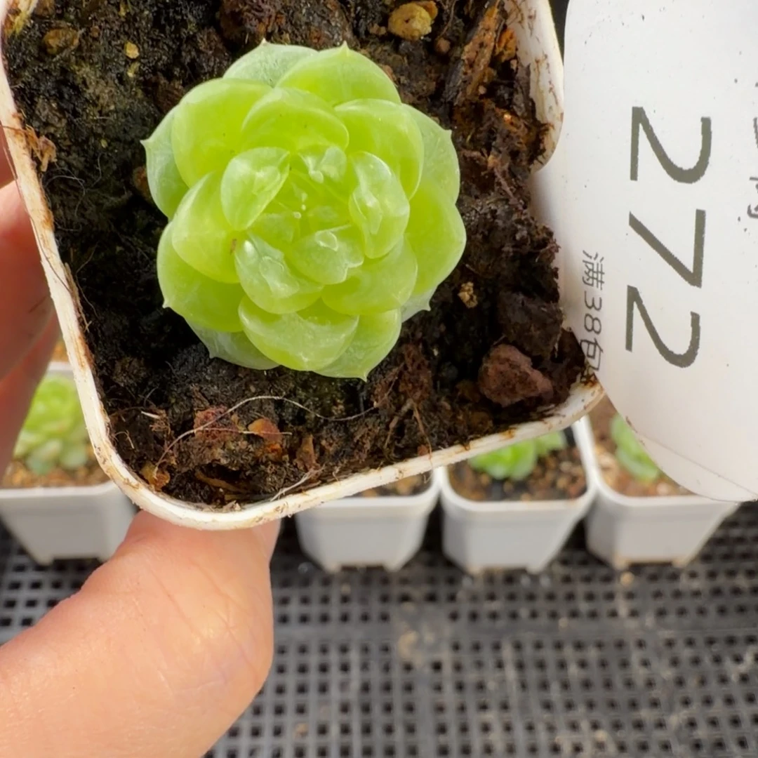 邀月珍妮单头272号