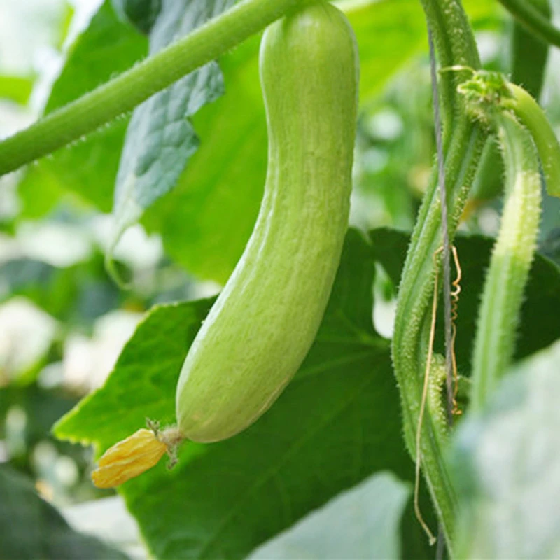 密云本地农家种植新鲜现摘水果黄瓜鲜嫩可口脆爽多汁贵妃黄瓜白玉黄瓜
