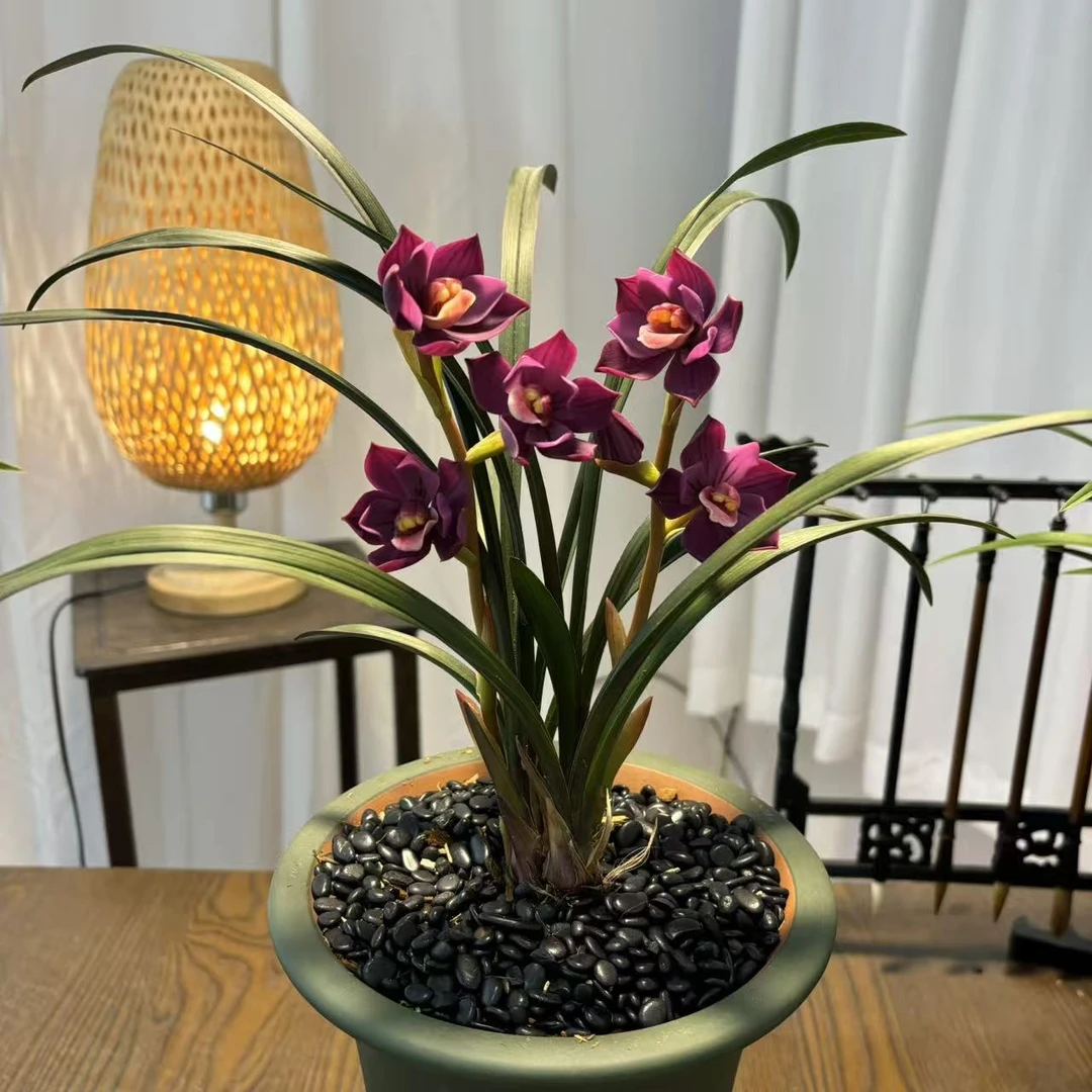 紫荷素  紫色稀少国兰 高端荷型奇花  非常香 室内室外好养兰花