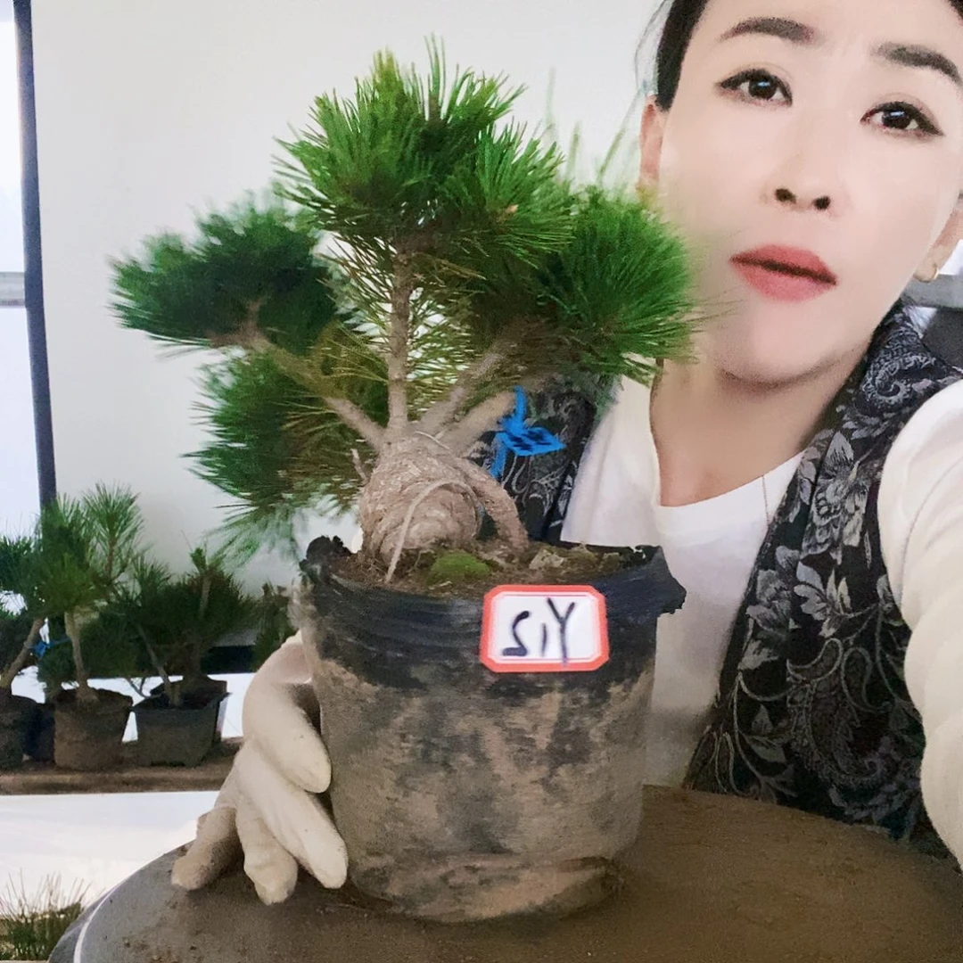 无花朵植物形态多年生草本