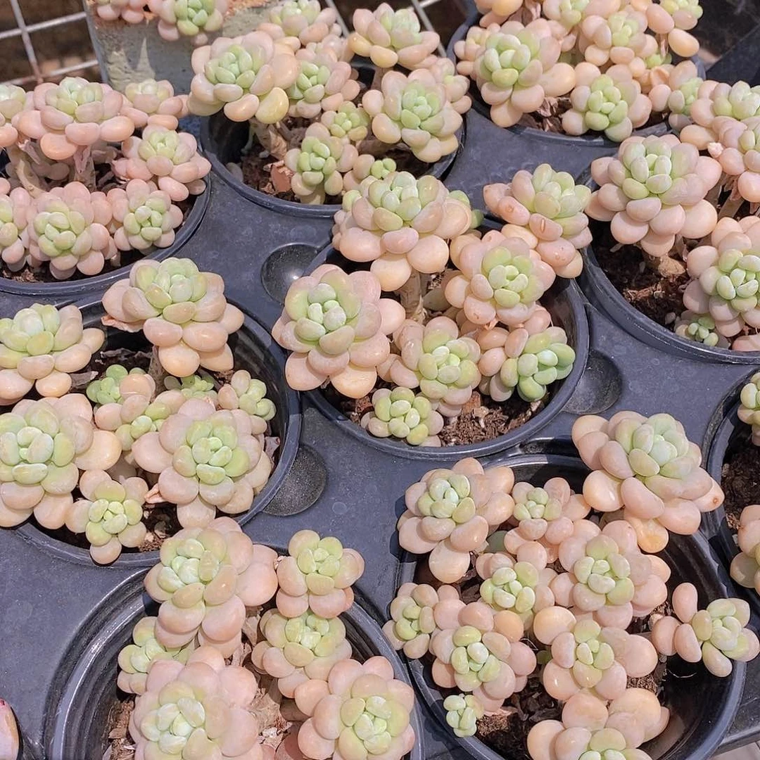 0609- 洛可可群福利一颗 量拍