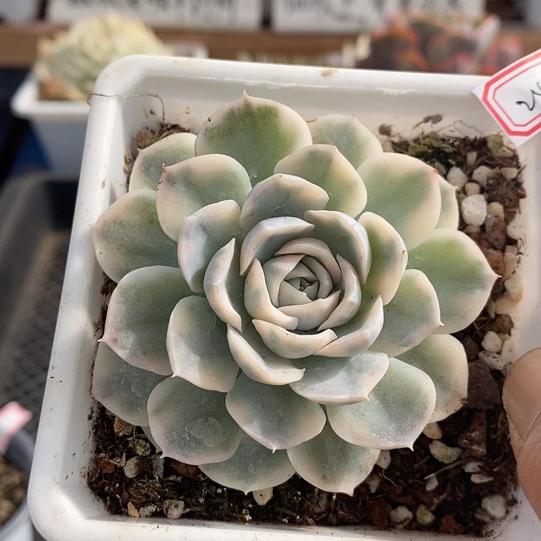 15245 墨西哥雪球锦