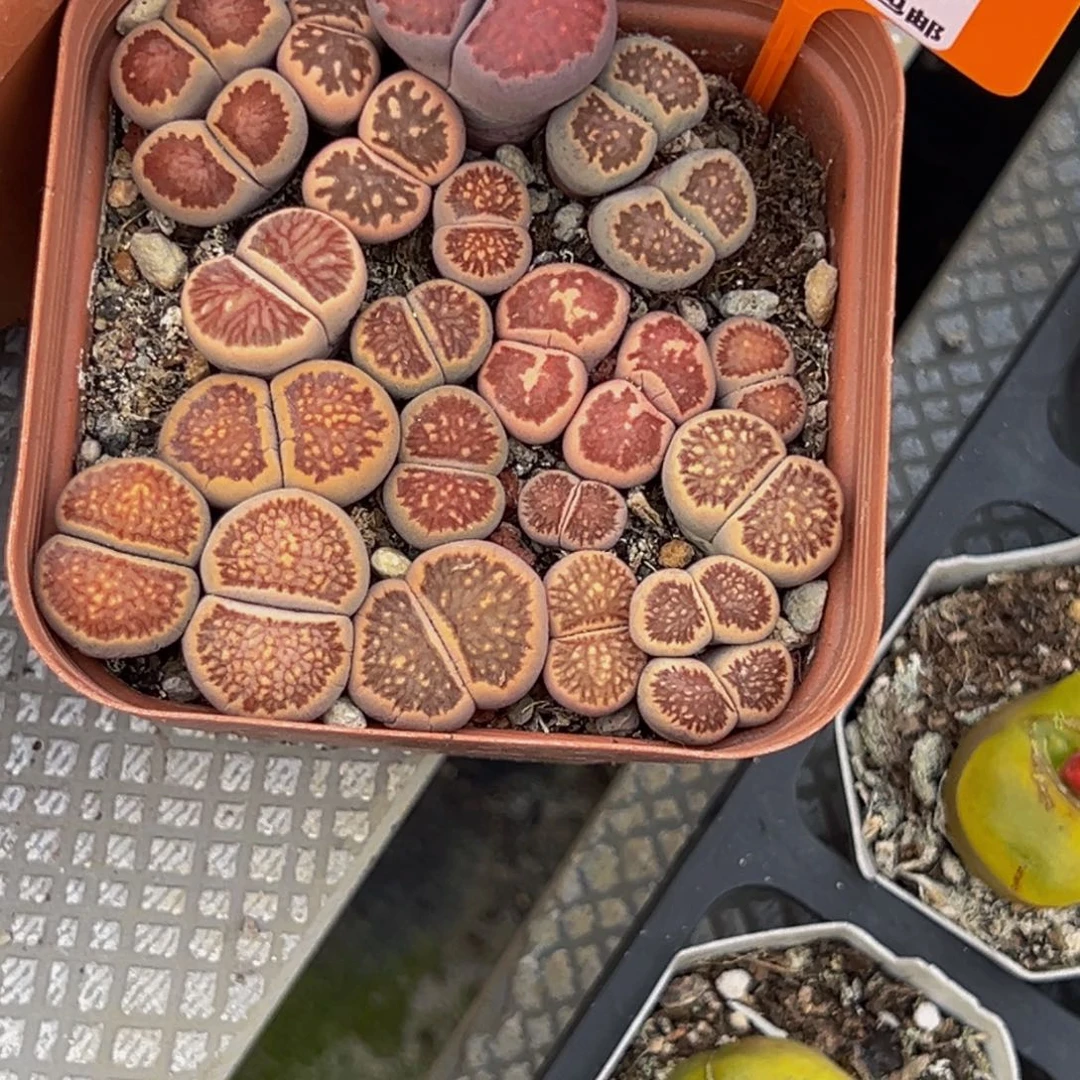 ****脸057 一物一拍，默认有伤，介意勿拍，不退不换