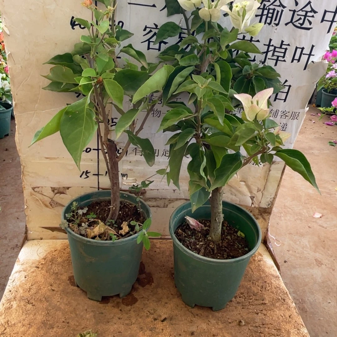 当前无花朵，栽培后可花朵21h2