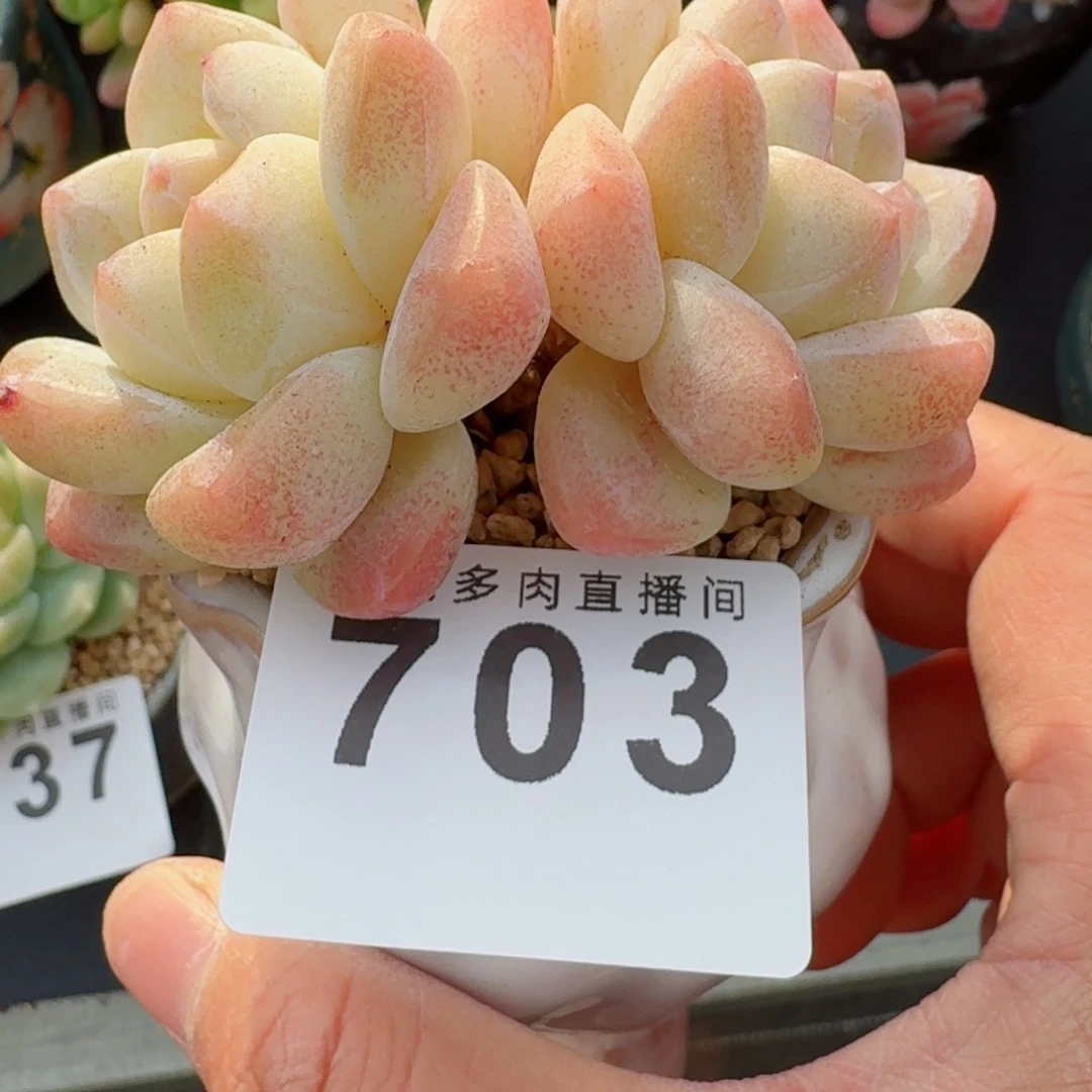 老桩冰玉      愿你一路坦途，乘风破浪展宏图