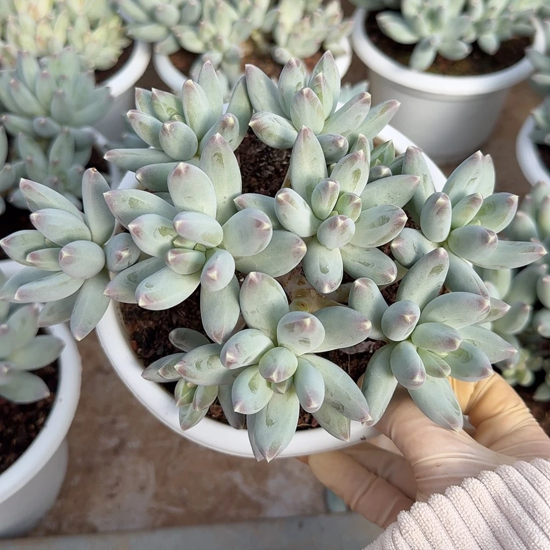 松果美人整无砍群生多肉