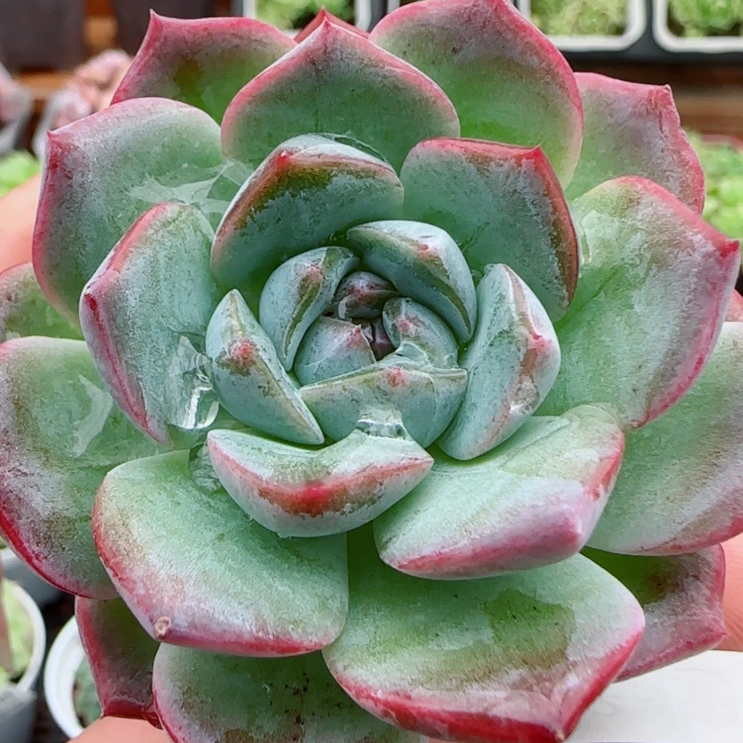 花语逸镜0923-16杂