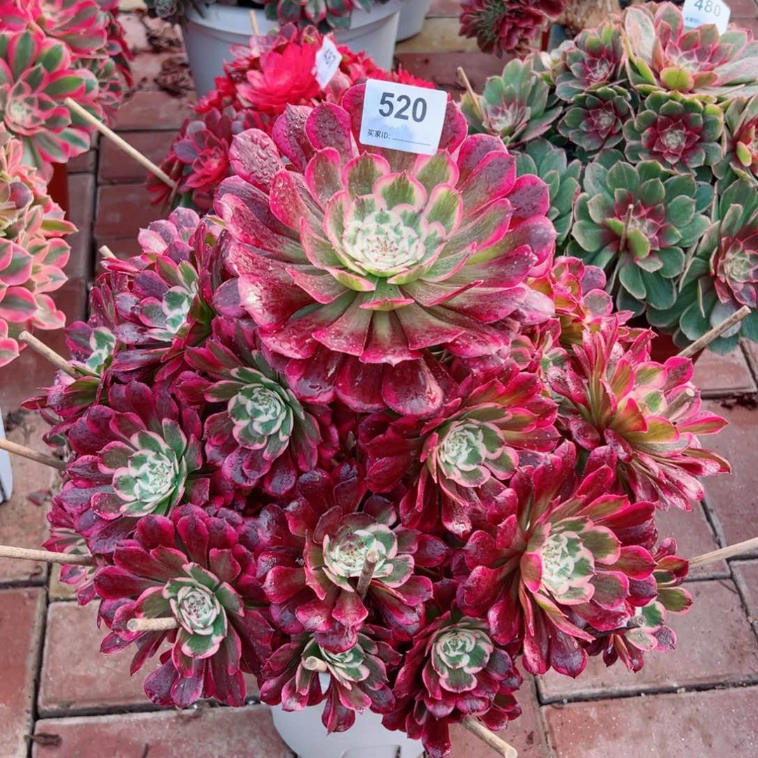 520霁月法师多肉植物