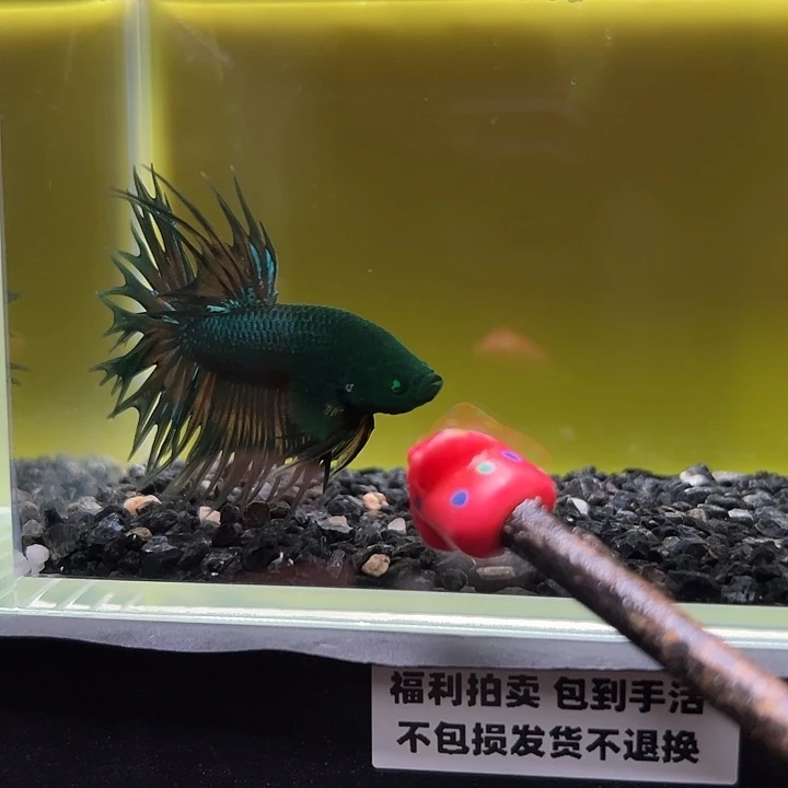 斗鱼竞拍跑单拉黑24日130