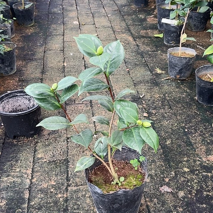 大部分开放少量花苞,女郎