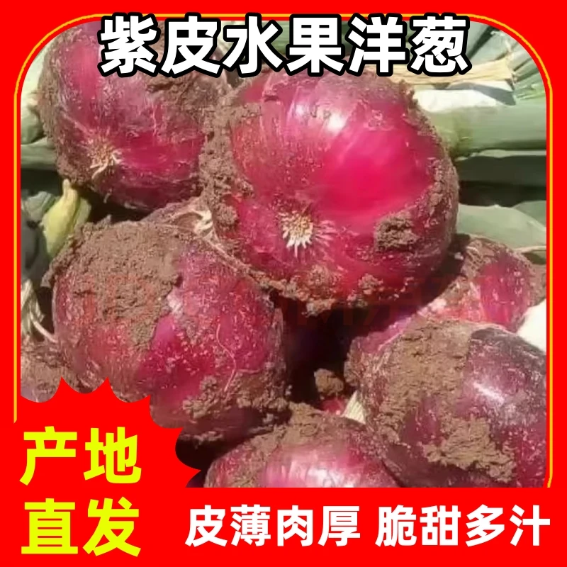 【山东热销】水果洋葱正宗扁洋葱新鲜紫皮洋葱生吃脆甜多汁微辣蔬菜
