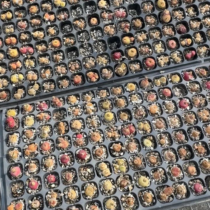 中**棍老白多肉精品毛福利大