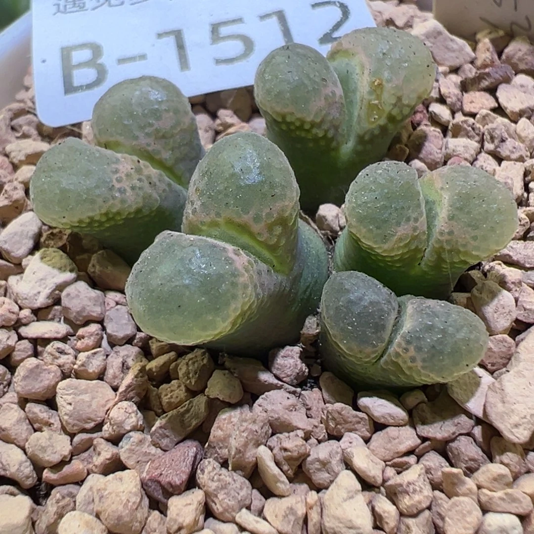 多肉植物111111111111