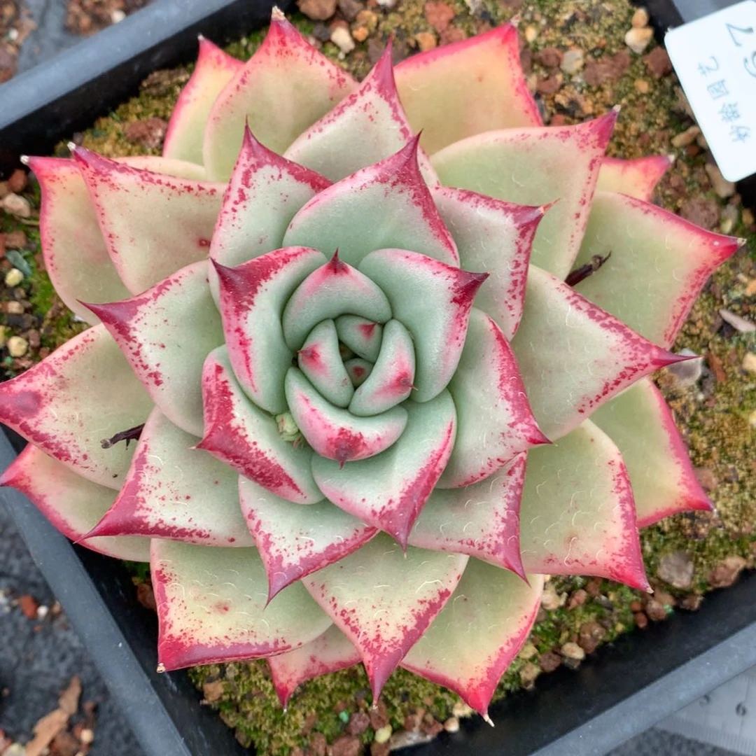 5267杂交多肉老桩