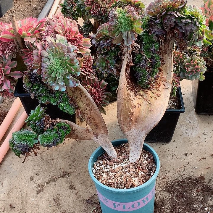 铜壶缀脱土发货啊