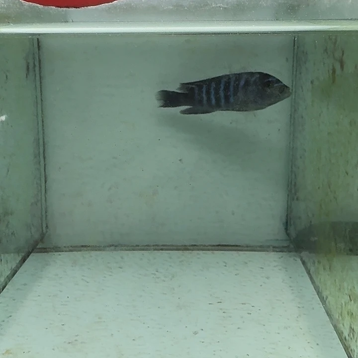 海水117号野生海豚斑马