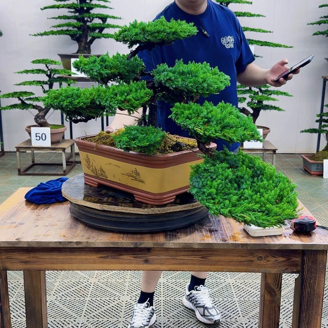 无花朵柏树造型盆景带盆