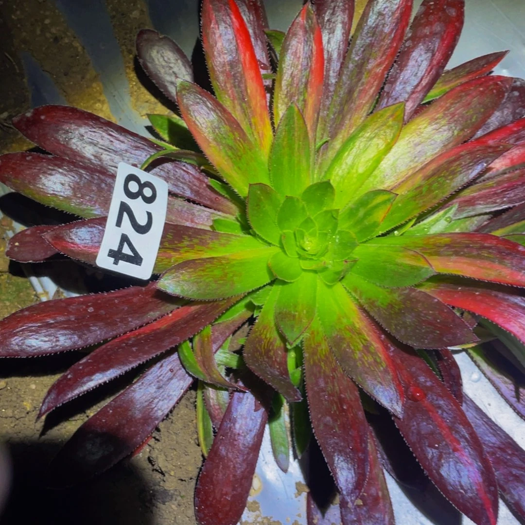 孔雀七彩多肉植物的人824