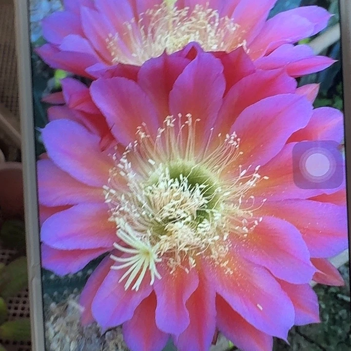飞碟侧芽5公分左右毛花柱（20包邮）
