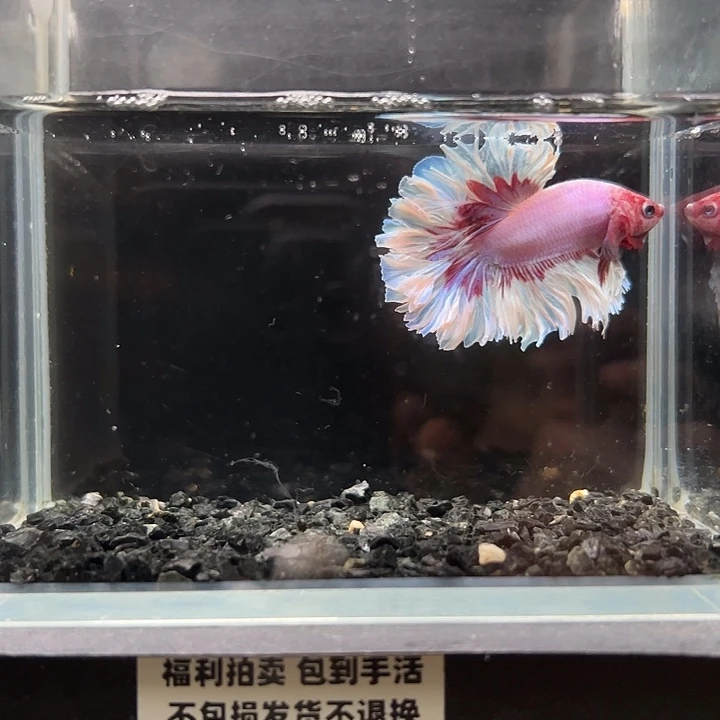斗鱼竞拍跑单拉黑25日49