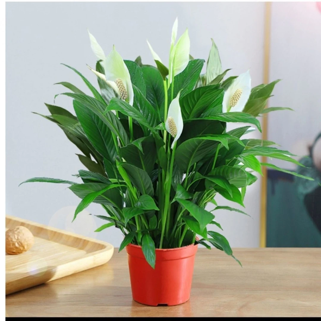 《新疆包邮》白掌盆栽  一帆风顺  带花发货