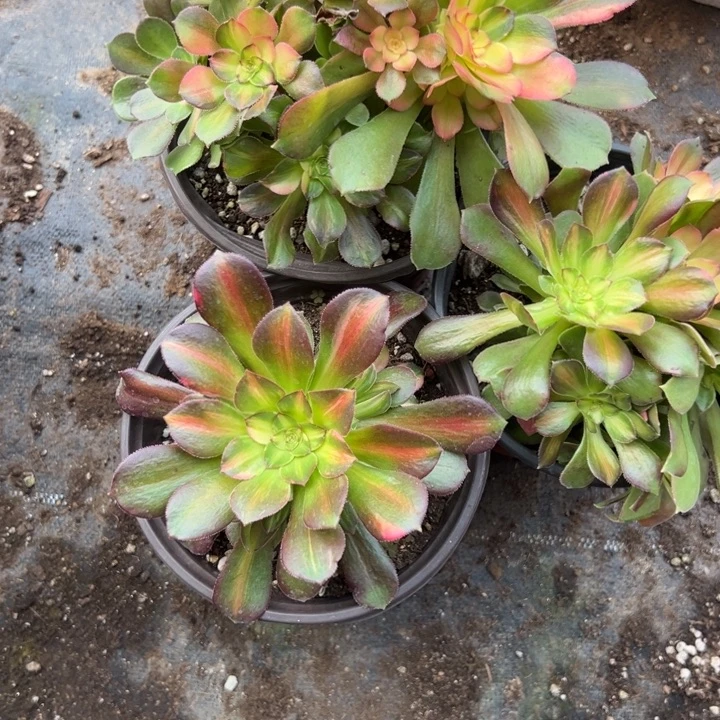 多肉植物262不售后