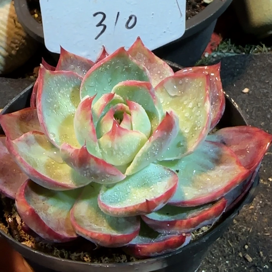 惊鸿一物一拍包装收缩花旱310