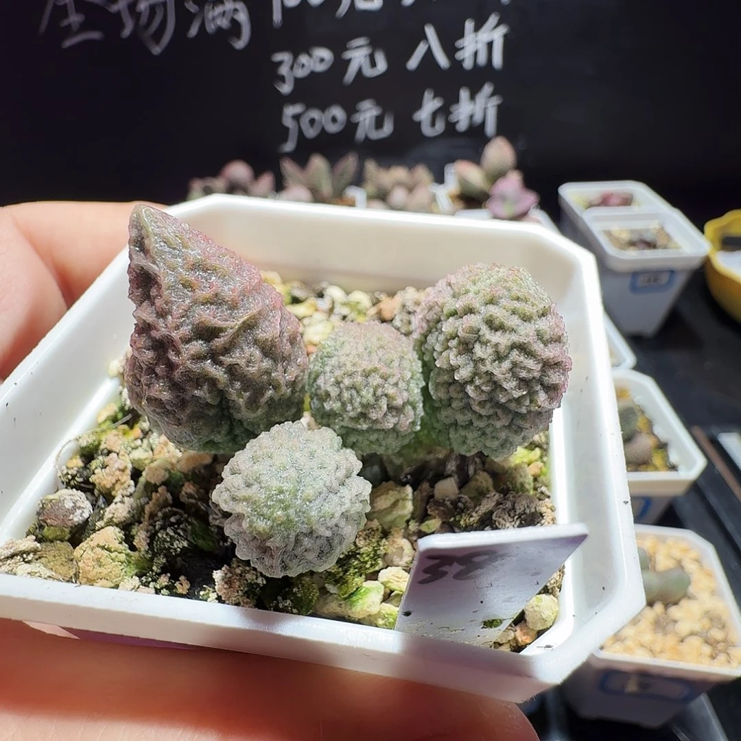 实生水泡，带盆发货，满38包邮，植物售出不退不换