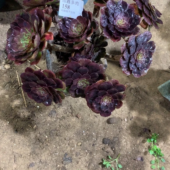 158黑萝莉多肉植物特价