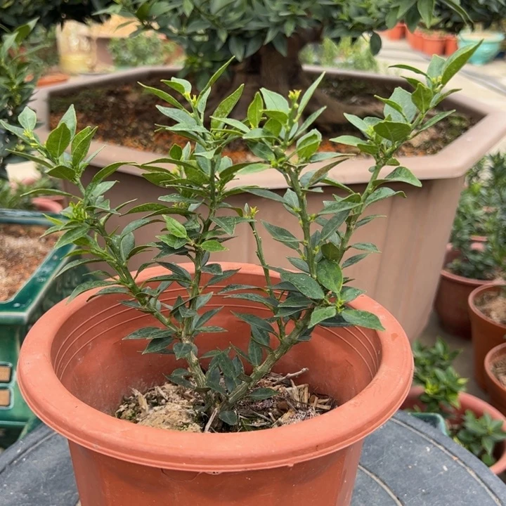 风****？八房柑盆景绿植园艺