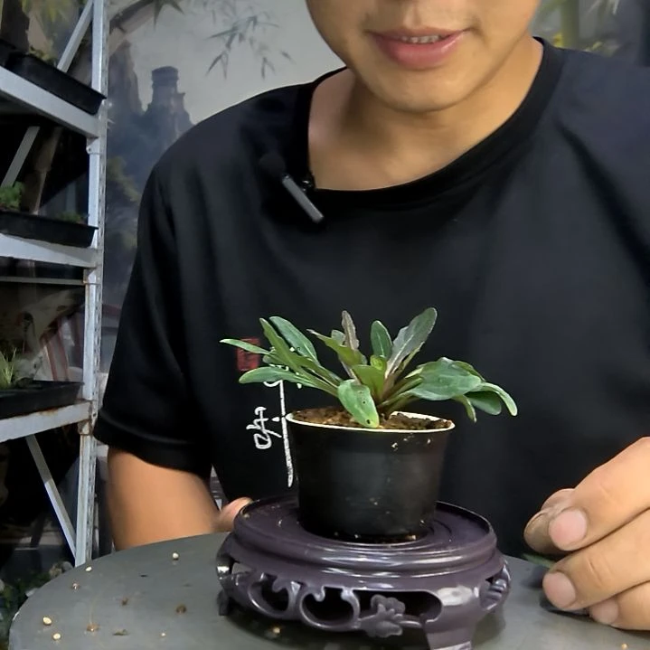 筠中青园艺一物一拍205