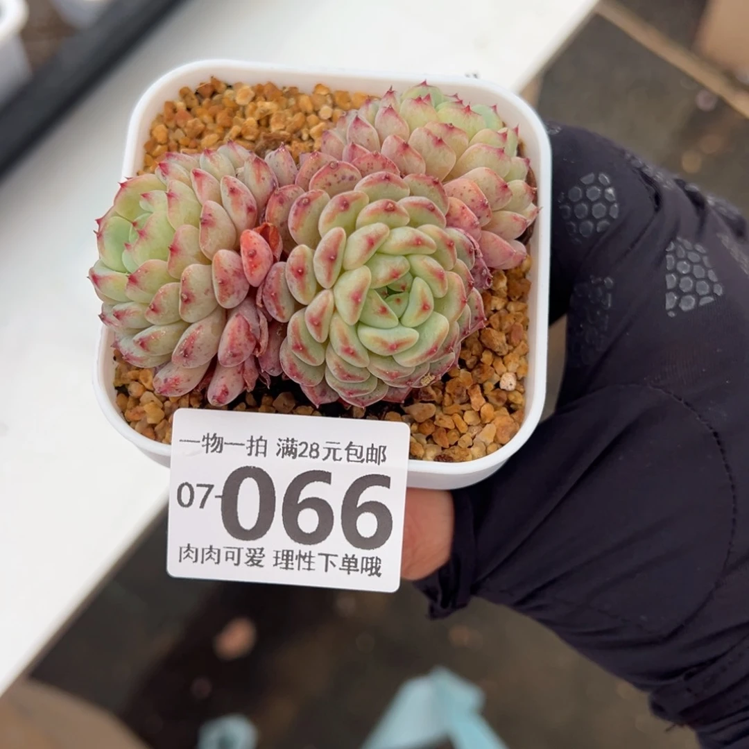 白胖子多肉多肉多肉多肉