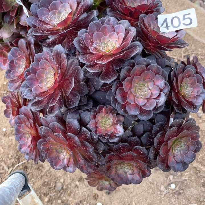 405多肉植物黑铜中斑