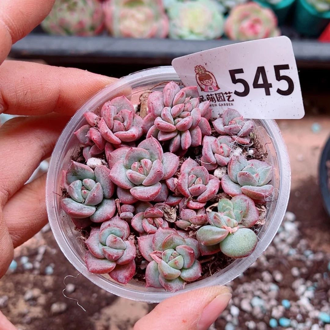 多肉植物多肉植物