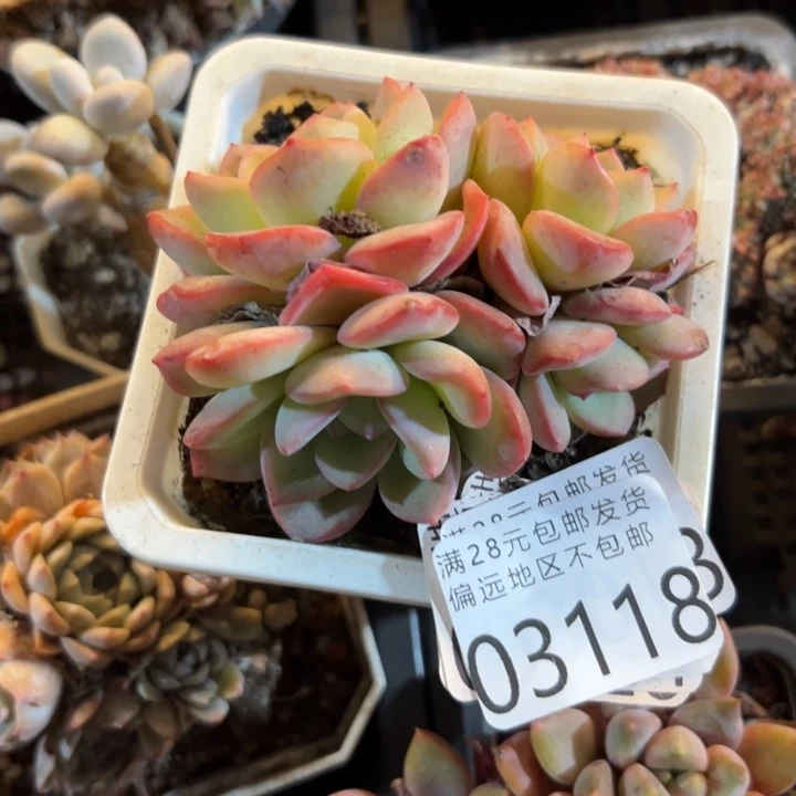 幸运儿的一个小秘密是在