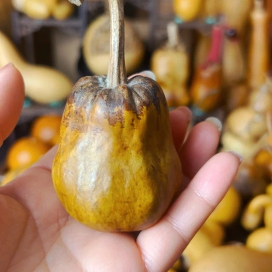 滨*手把花头厚皮一把握